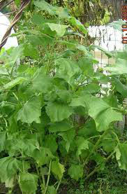 Smallanthus Sonchifolius