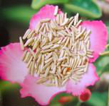 Adenium Obesum Seed