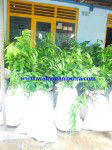 Soursop Fruit Seedlings