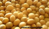 Soybean Seed