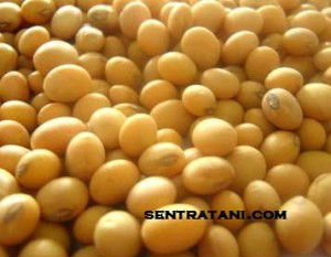 Soybean Seed