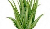 Seed Aloe Vera