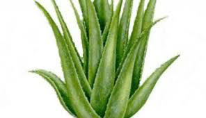Seed Aloe Vera