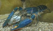 Freshwater Lobster