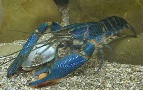 Freshwater Lobster