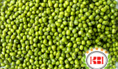 Green Mung Bean