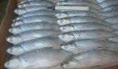 Frozen Milkfish