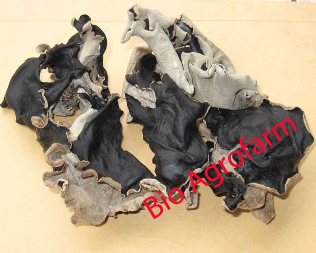 Wholesale Dry Ear Mushrooms