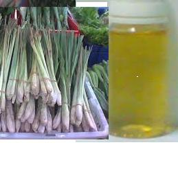 Pure Lemongrass Oil