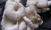 Wholesale Oyster Mushroom