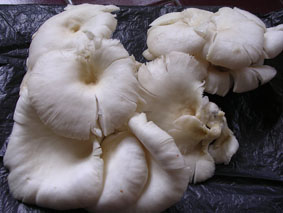 Wholesale Oyster Mushroom